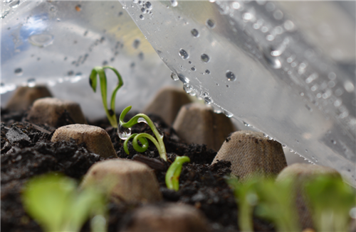 Week 2 Spinach I 